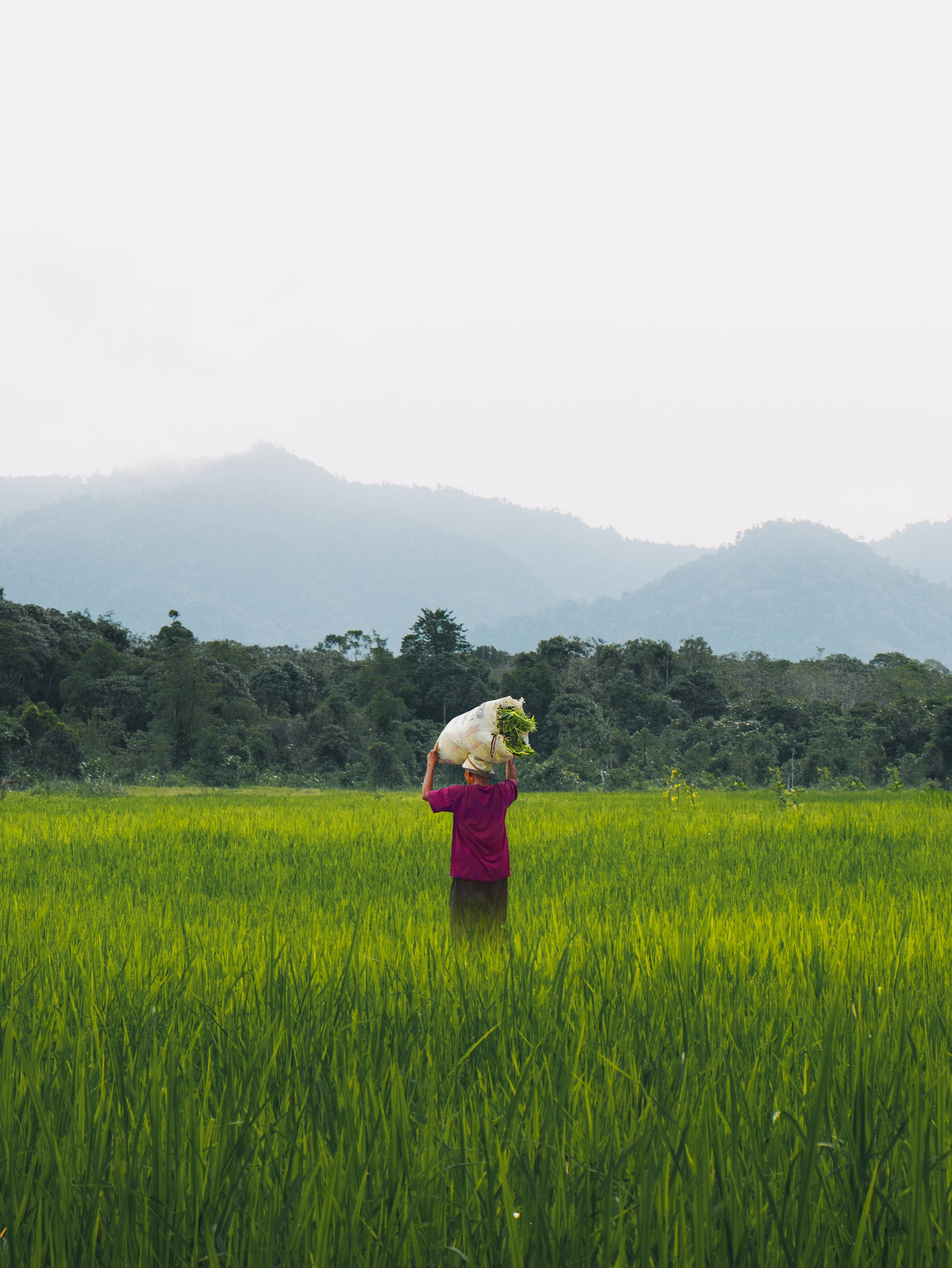 Farmer in a rice field.