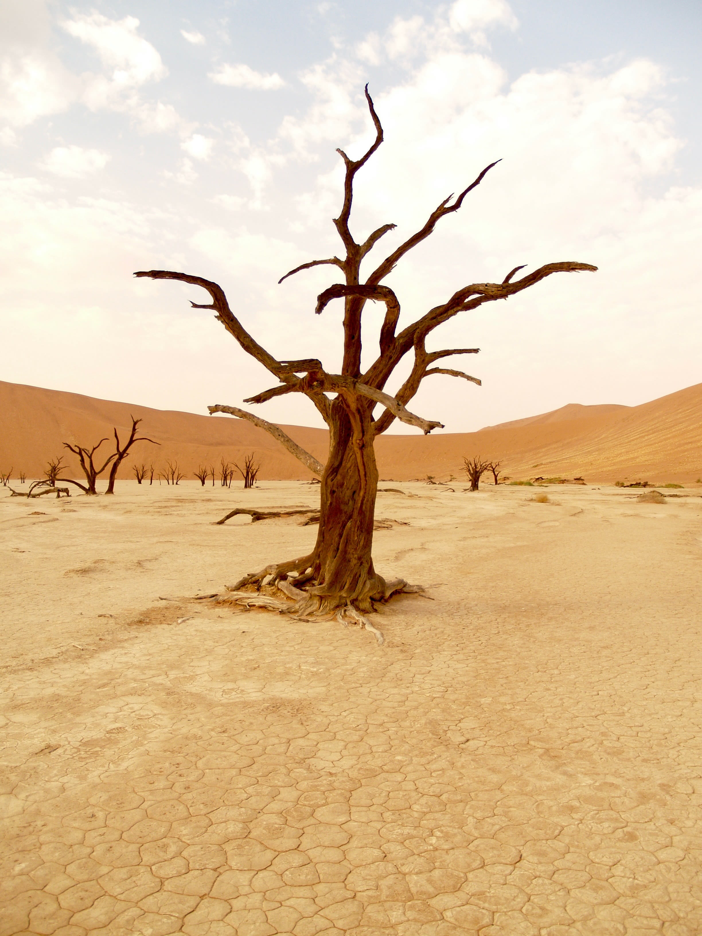 Climate Emergency, photo of drought Namibia