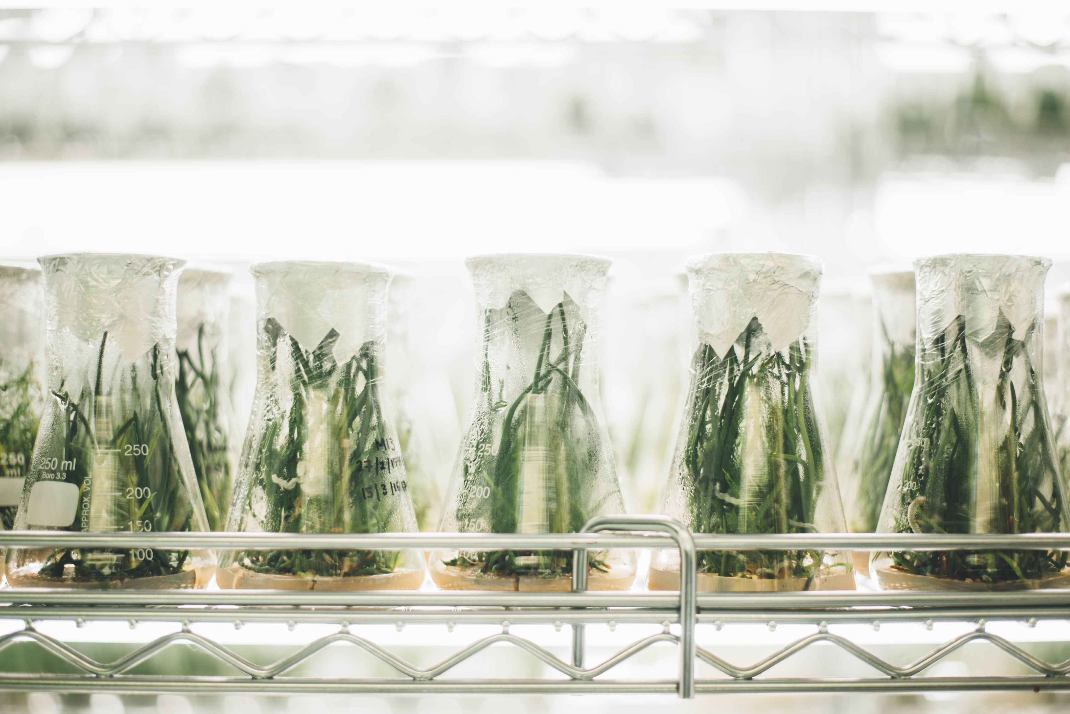 Lab beakers with plants in them.