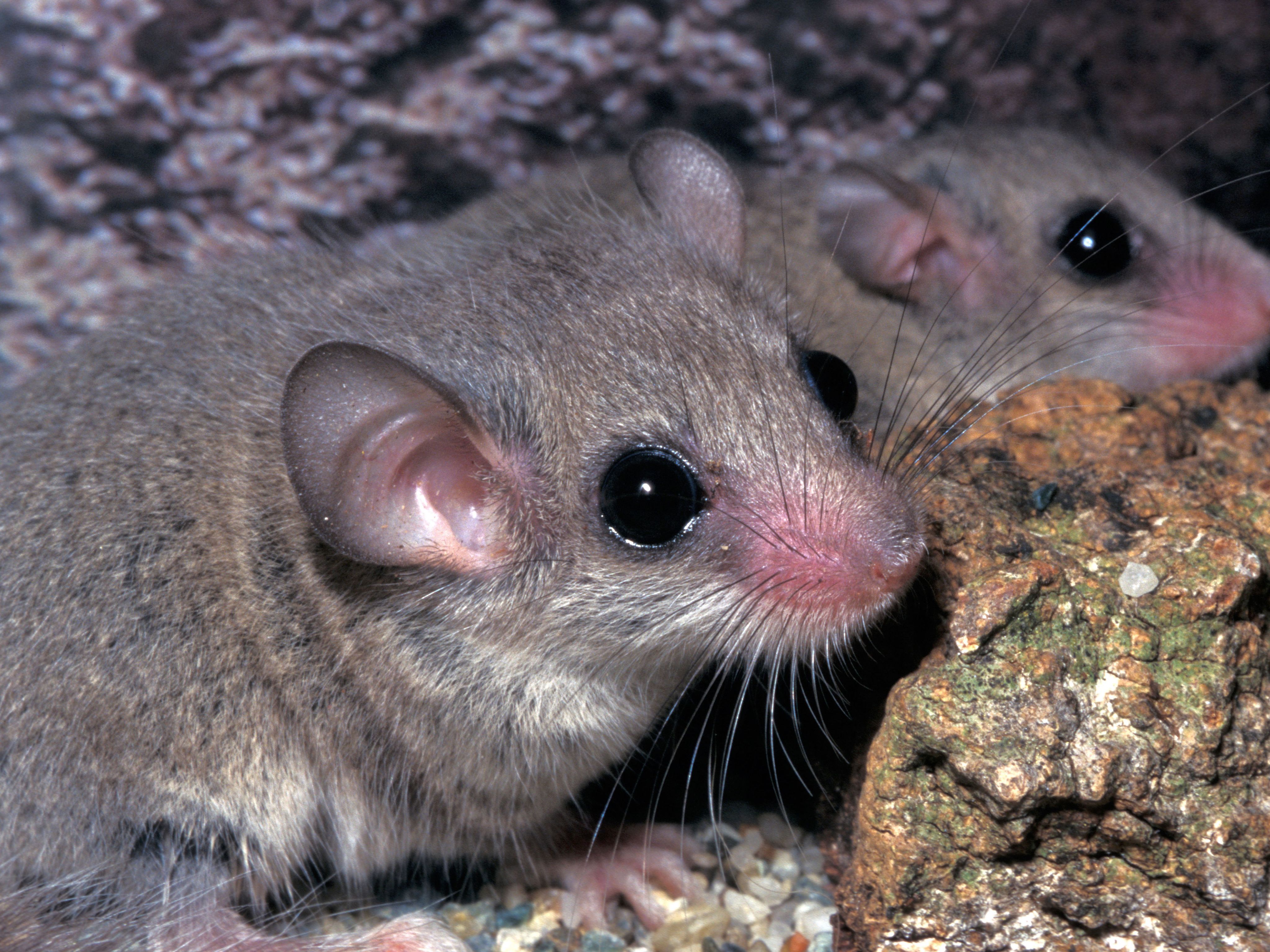 Two African Dormice