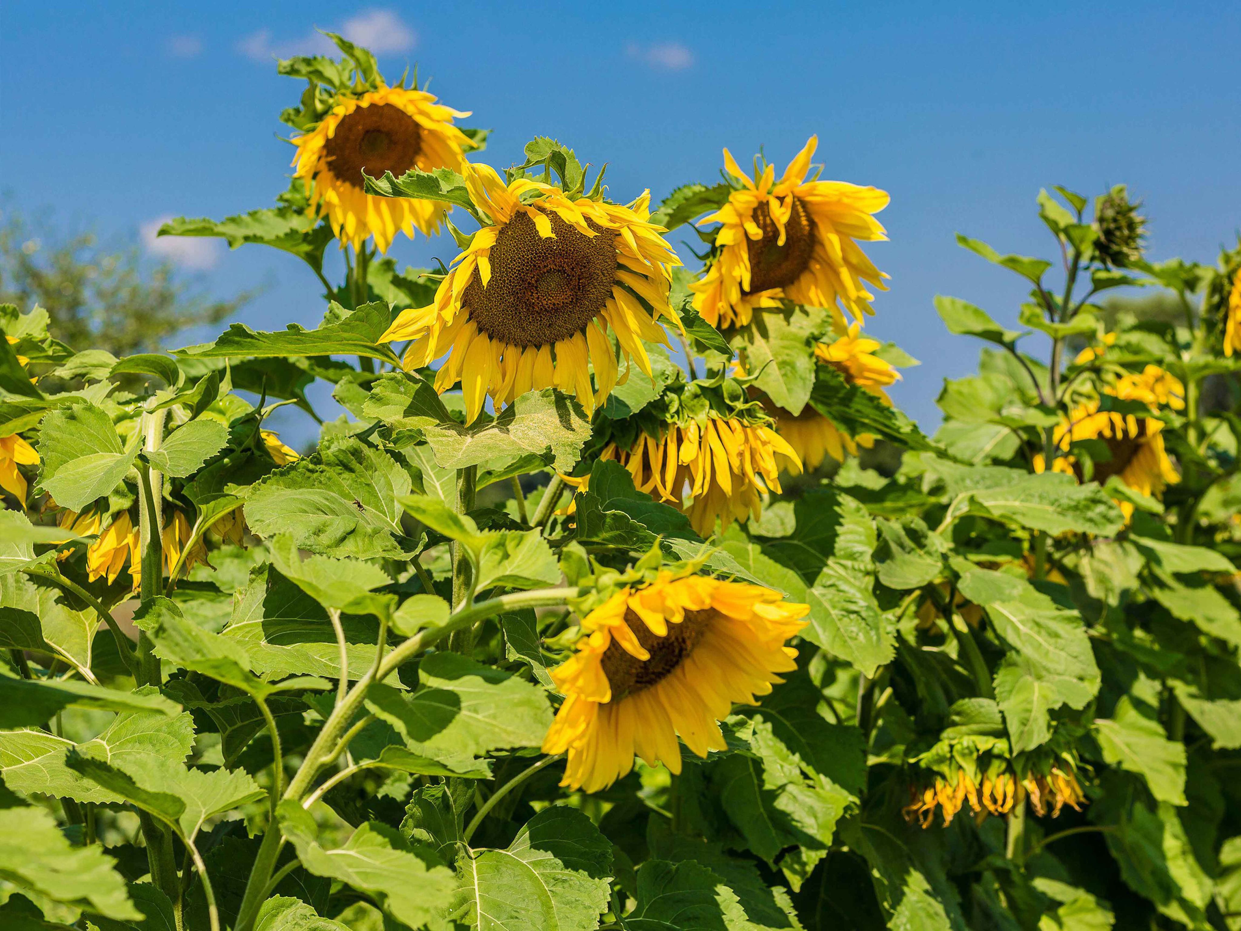 Sunflowers in Ukraine against blue sky
