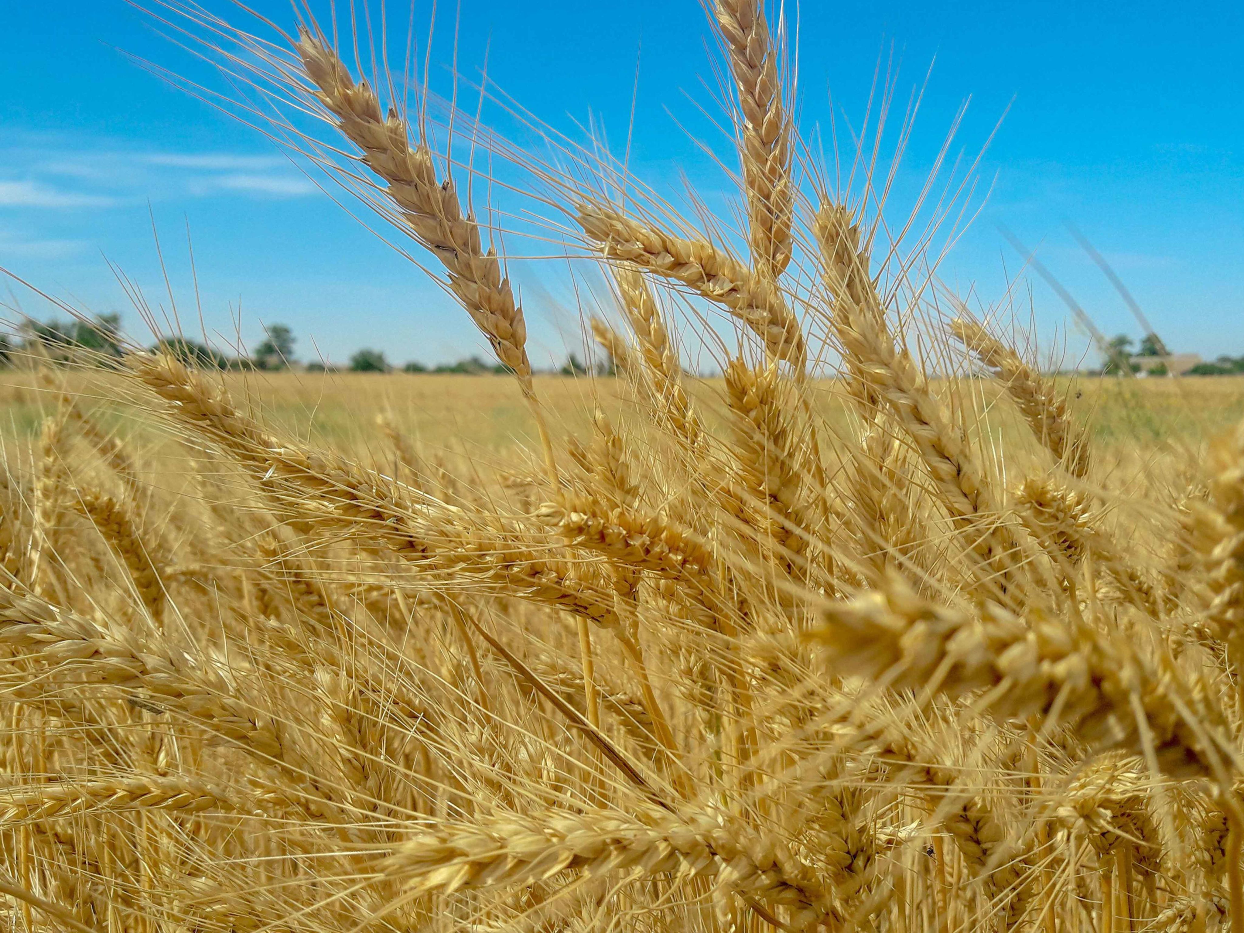 A wheat field in Ukraine