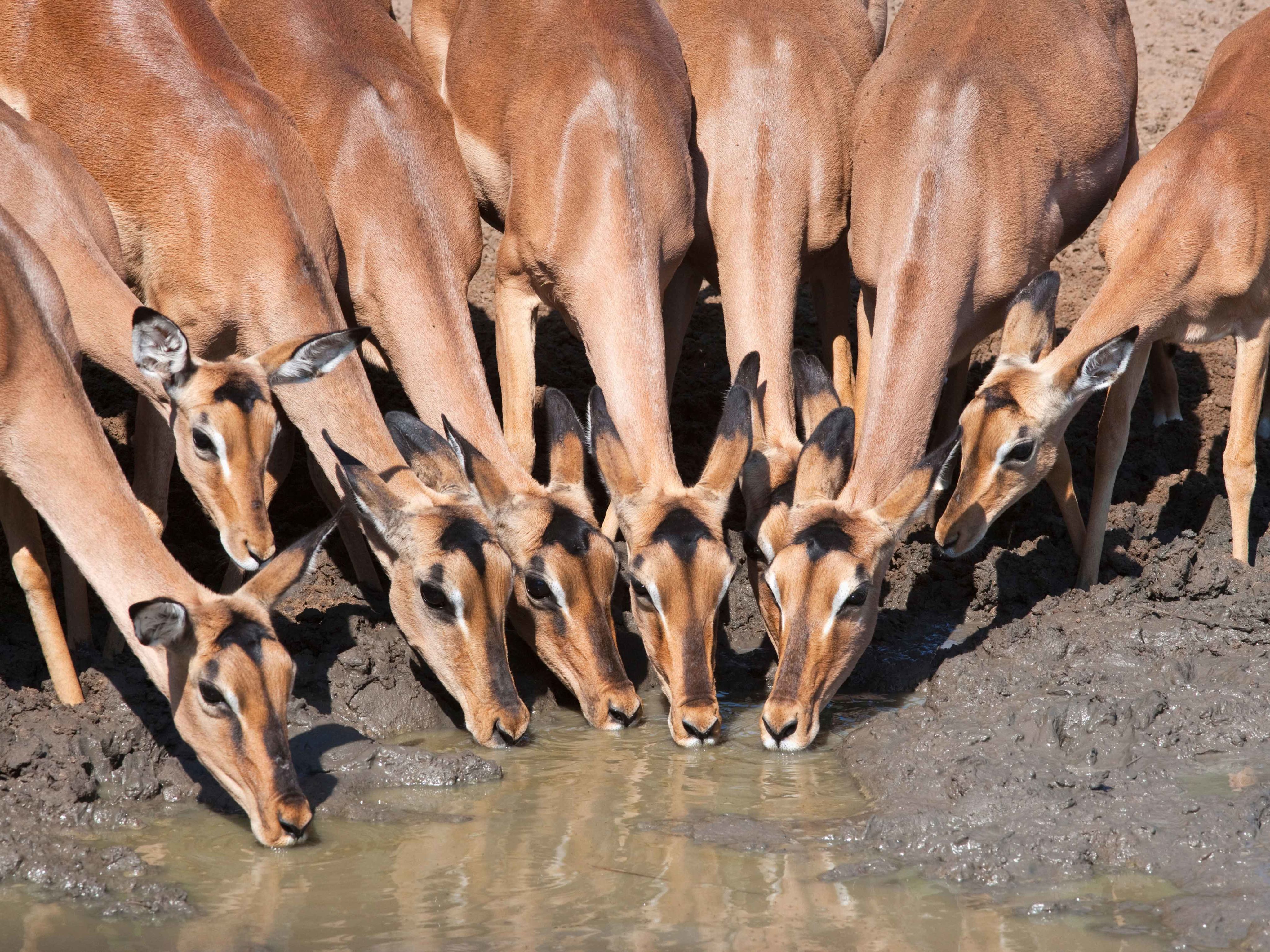 Impala antelope drinking water in South Africa