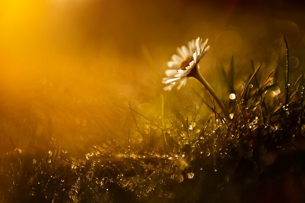 Image of a digitally manipulated daisy