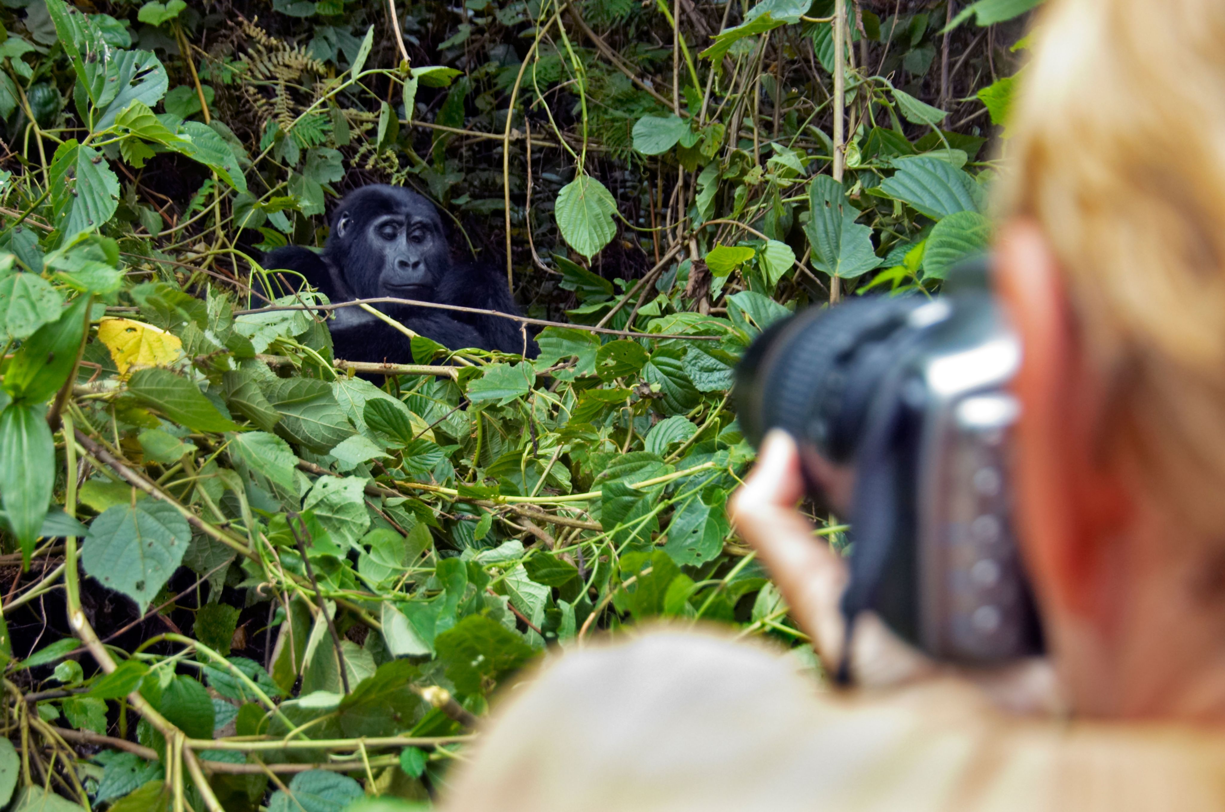Tourist taking photo of mountain gorilla