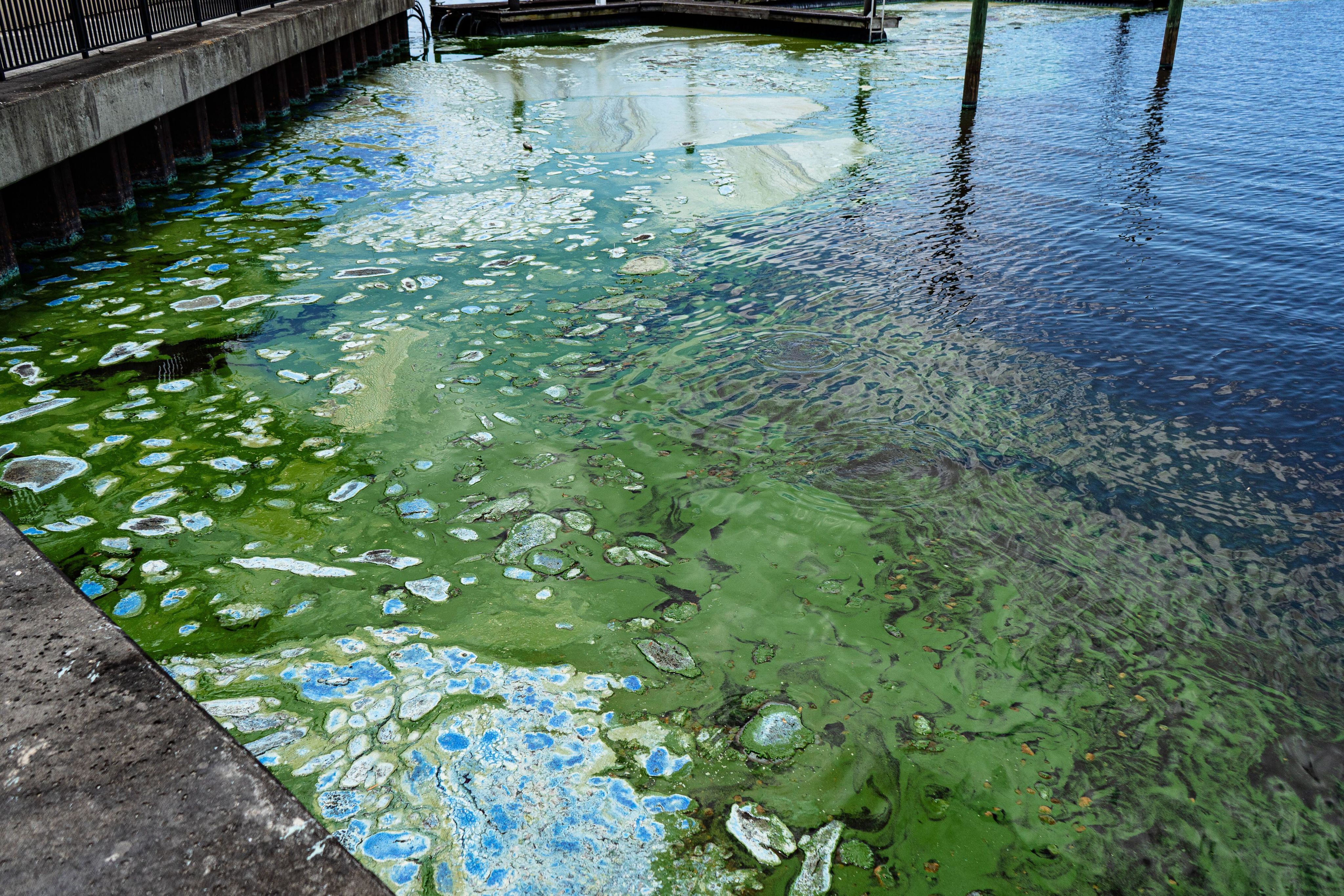 A toxic algal bloom outbreak overwhelmed the Pahokee Marina in April 2021, Pahokee, Fla.