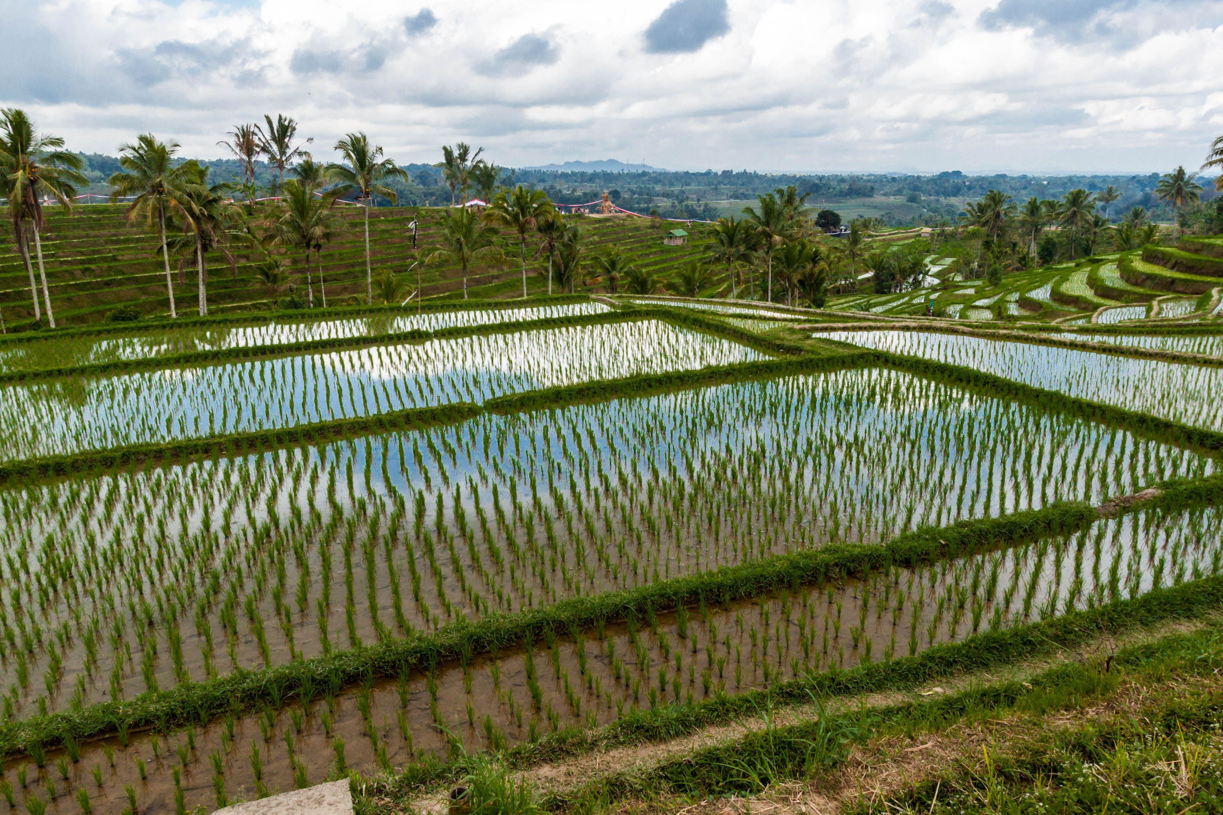 rice paddies at Jatiluwih Rice Terrace where the traditional subak irrigation system is applied for sustainable agriculture