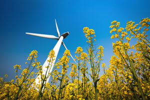 A wind turbine with blue sky and surrounded by yellow flowers