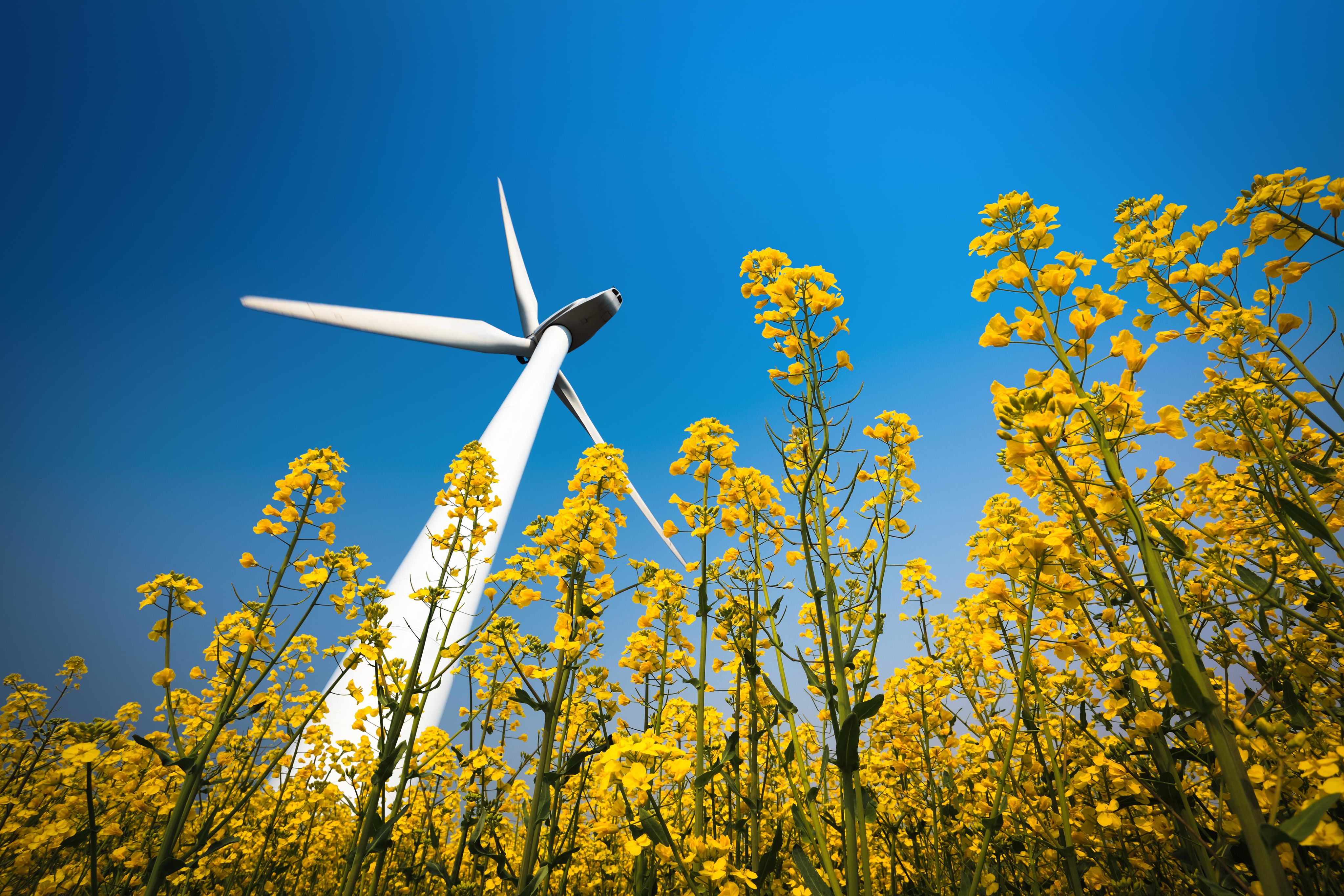 The Local Impacts of Wind Farms and Wind Power