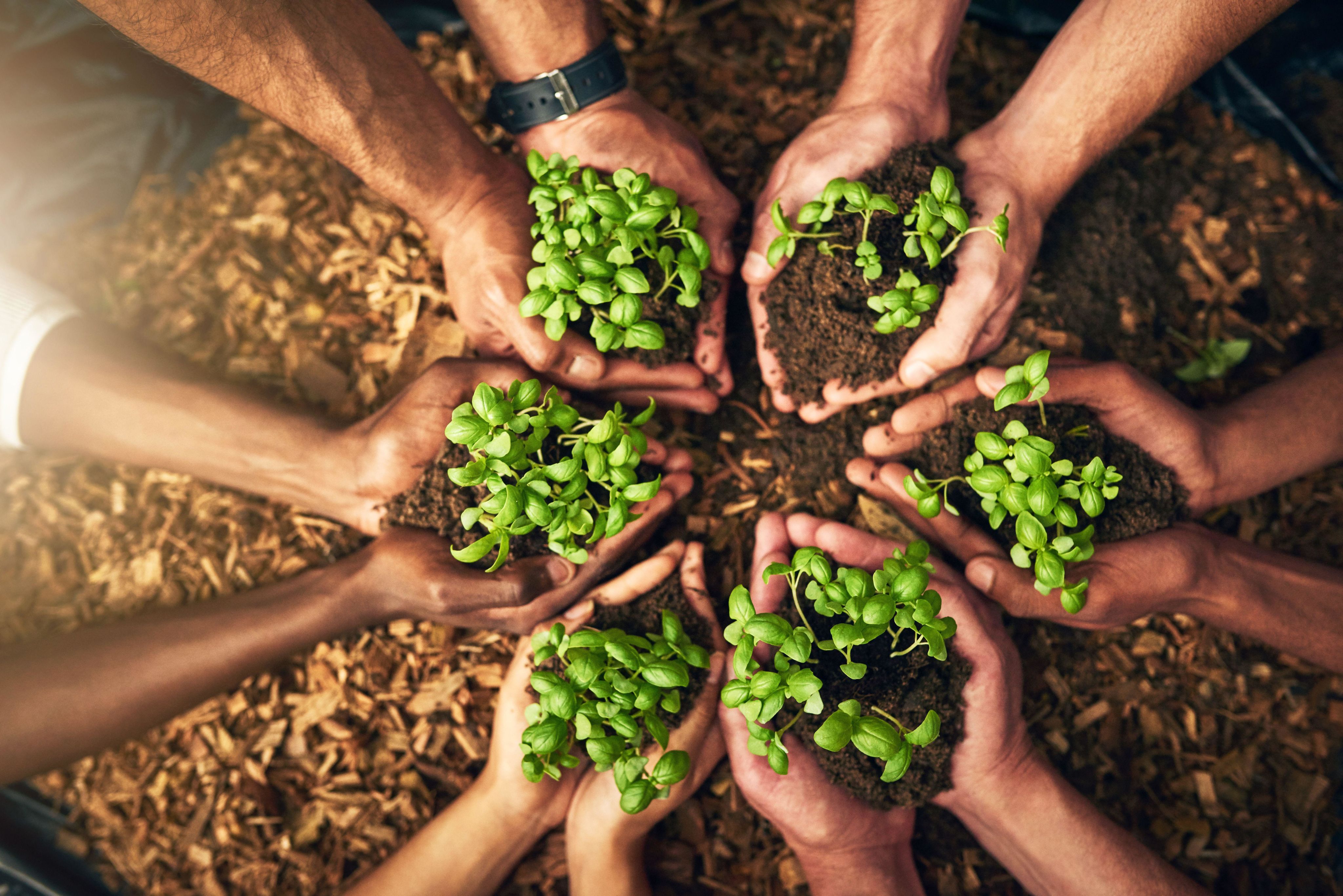 An image of hands holding sprouting plants and soil