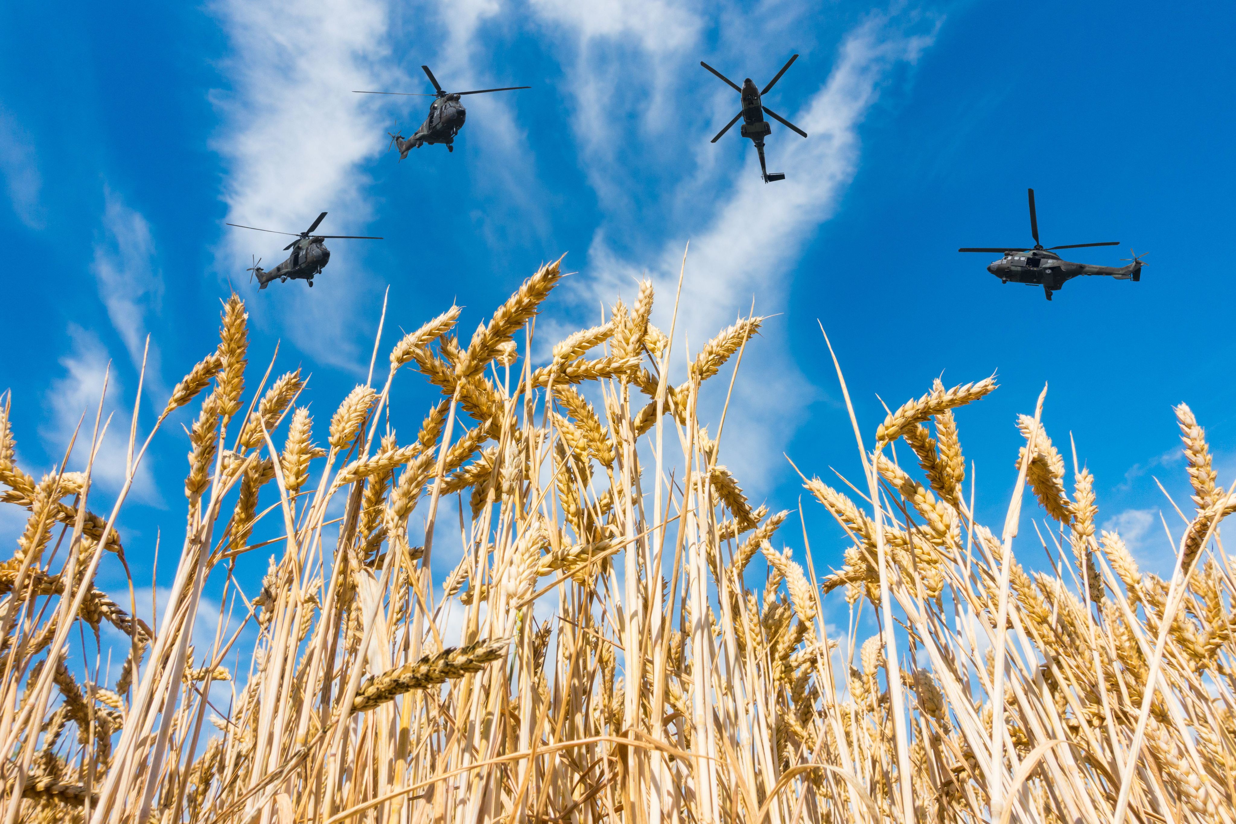 Military helicopters flying over wheat field