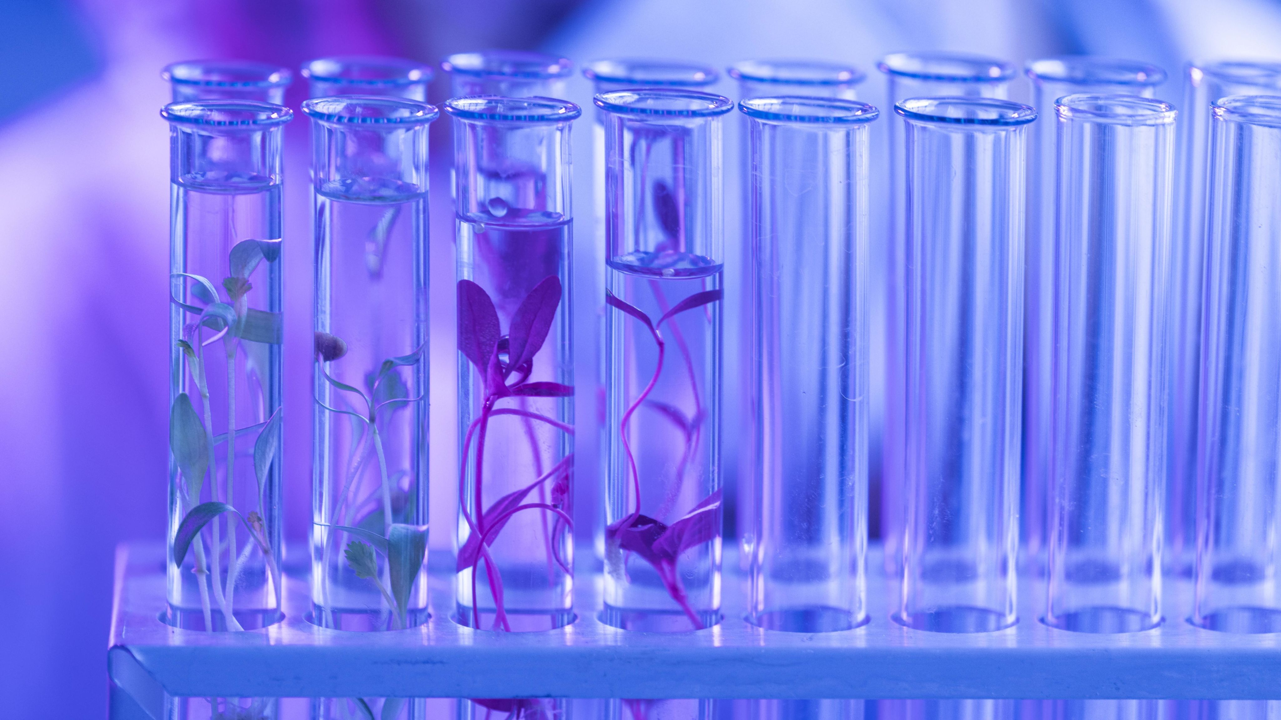 Close up image of plants in a test tube