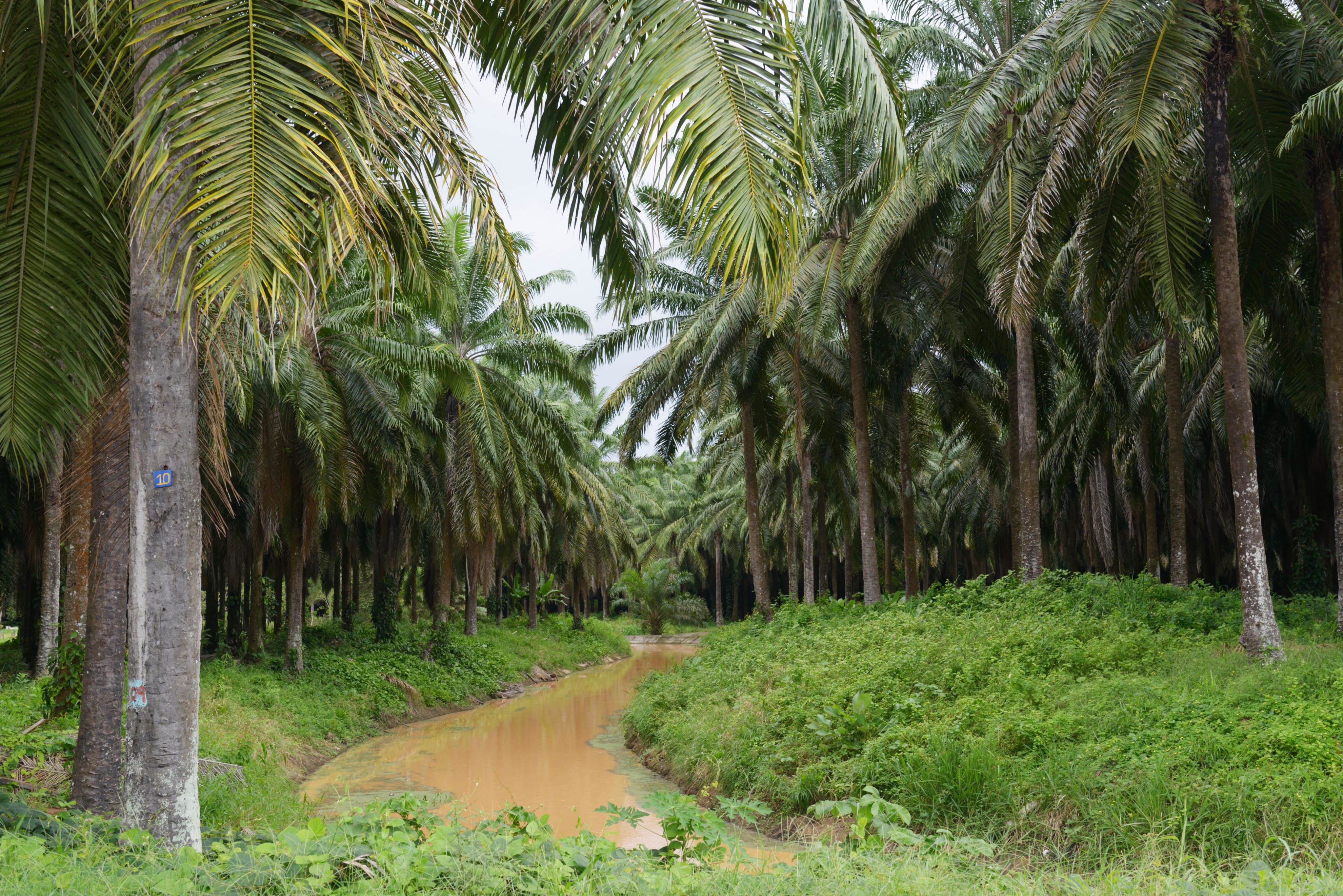 Palm oil plantation, near Quepos, CR