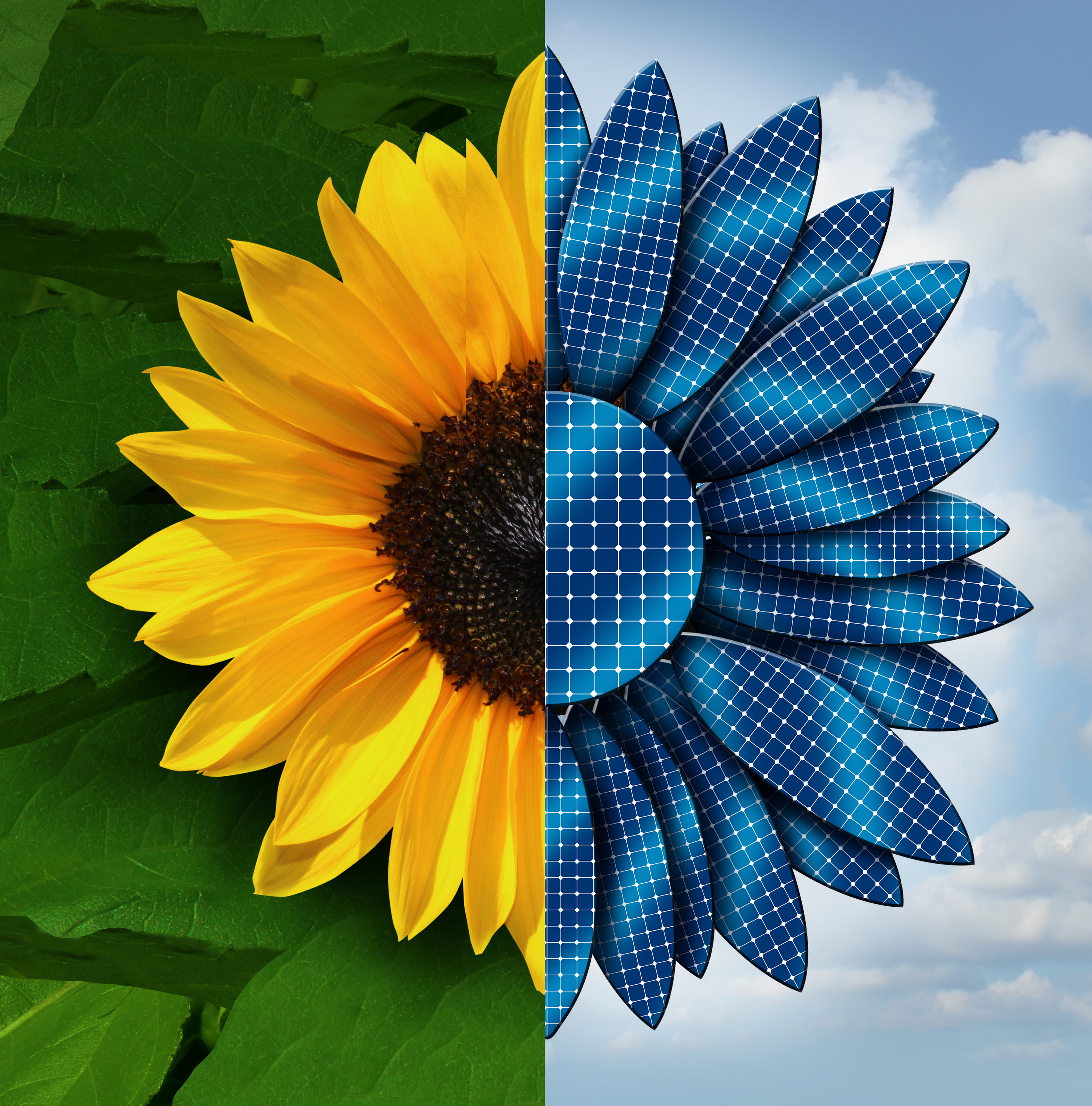 A sunflower divided in two, left side the actual flower,  right side has stylized solar panel petals as a symbol and metaphor for ecology and technology working togetder.