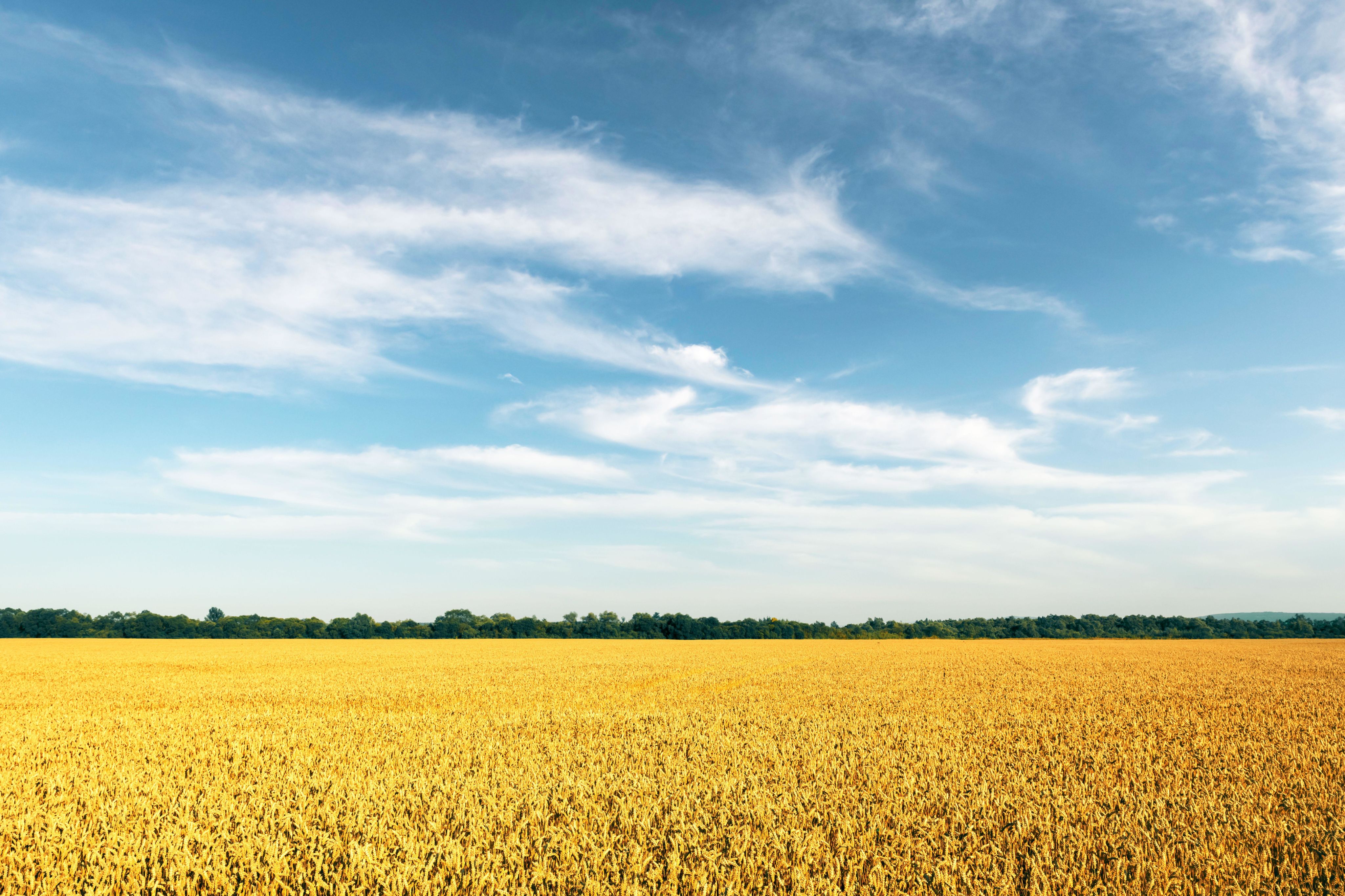 A view of the sky, trees and a large field