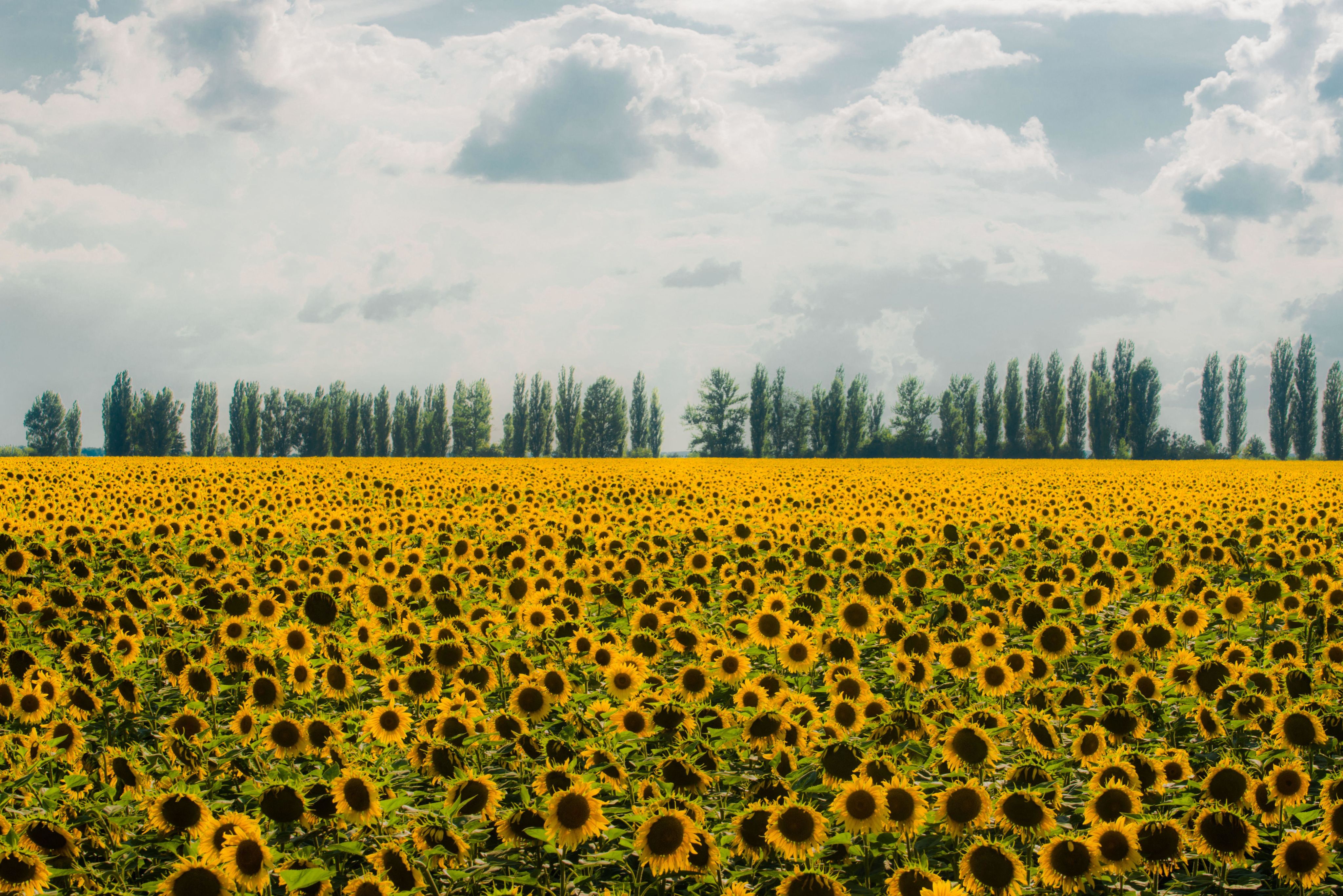 Sunflower field near Sumy, Ukraine.