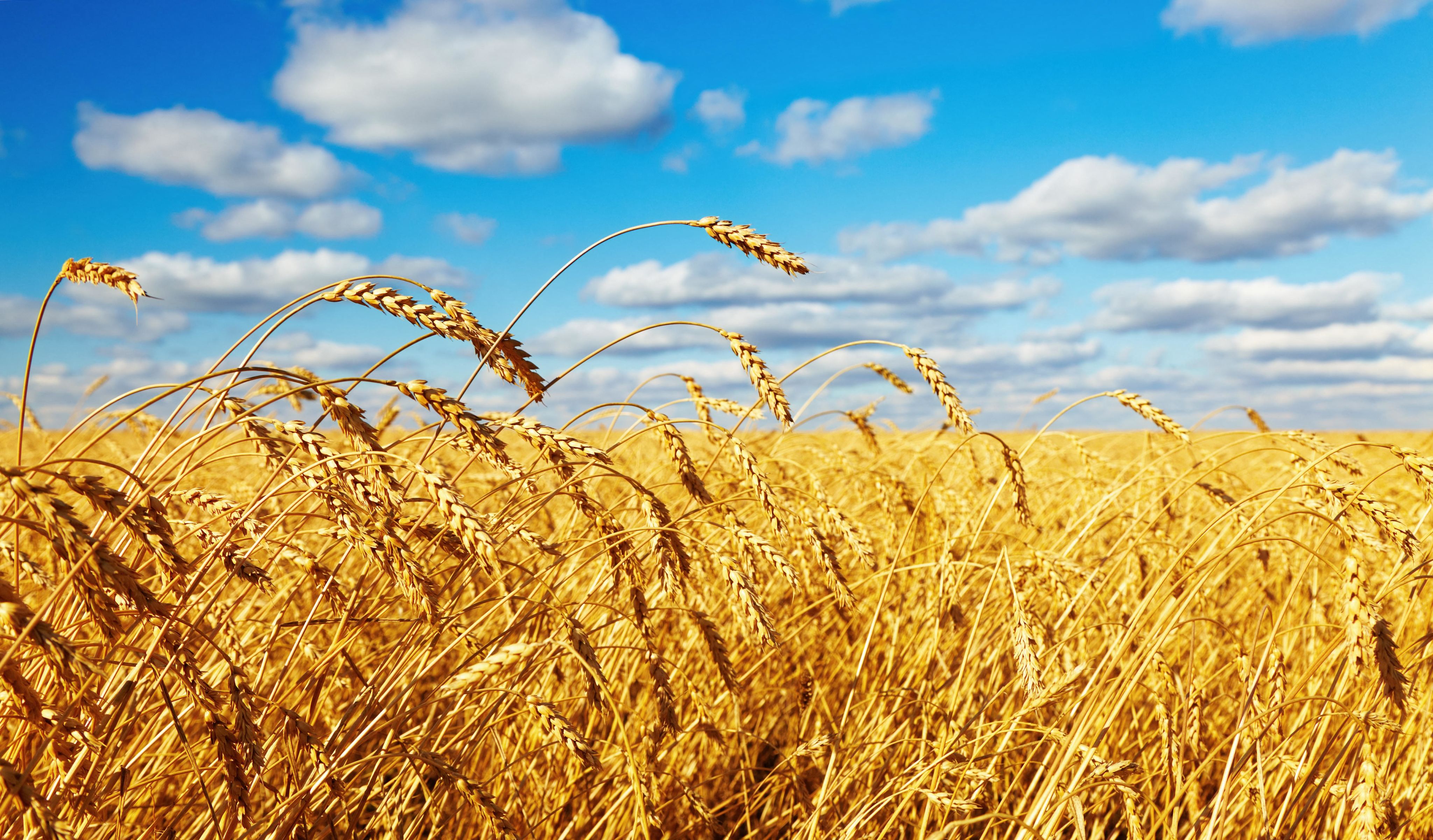 Wheat field and ripe ear close up.
